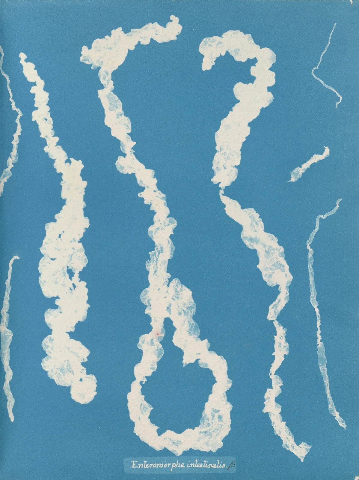 Enteromorpha intestinalis. av Anna Atkins