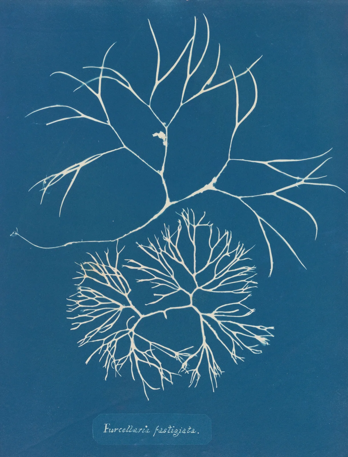Furcellaria fastigiata. av Anna Atkins