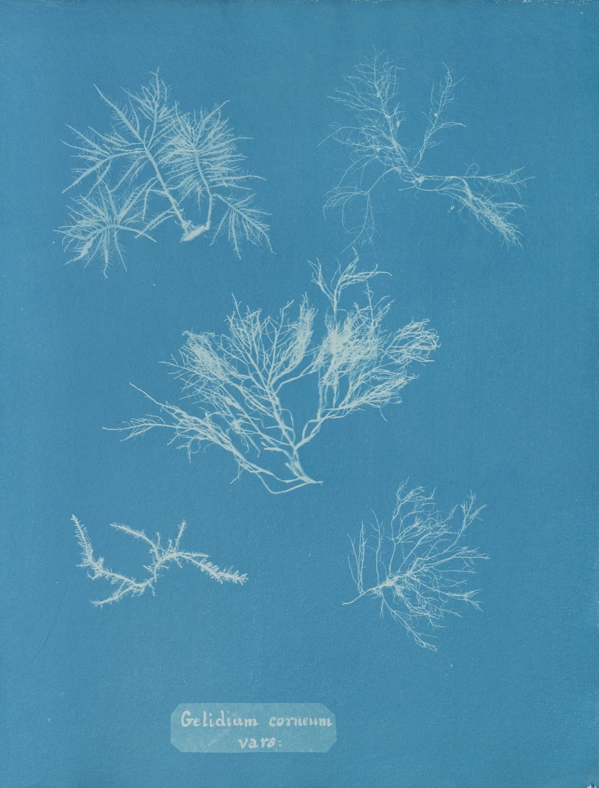 Gelidium corneum vars. av Anna Atkins