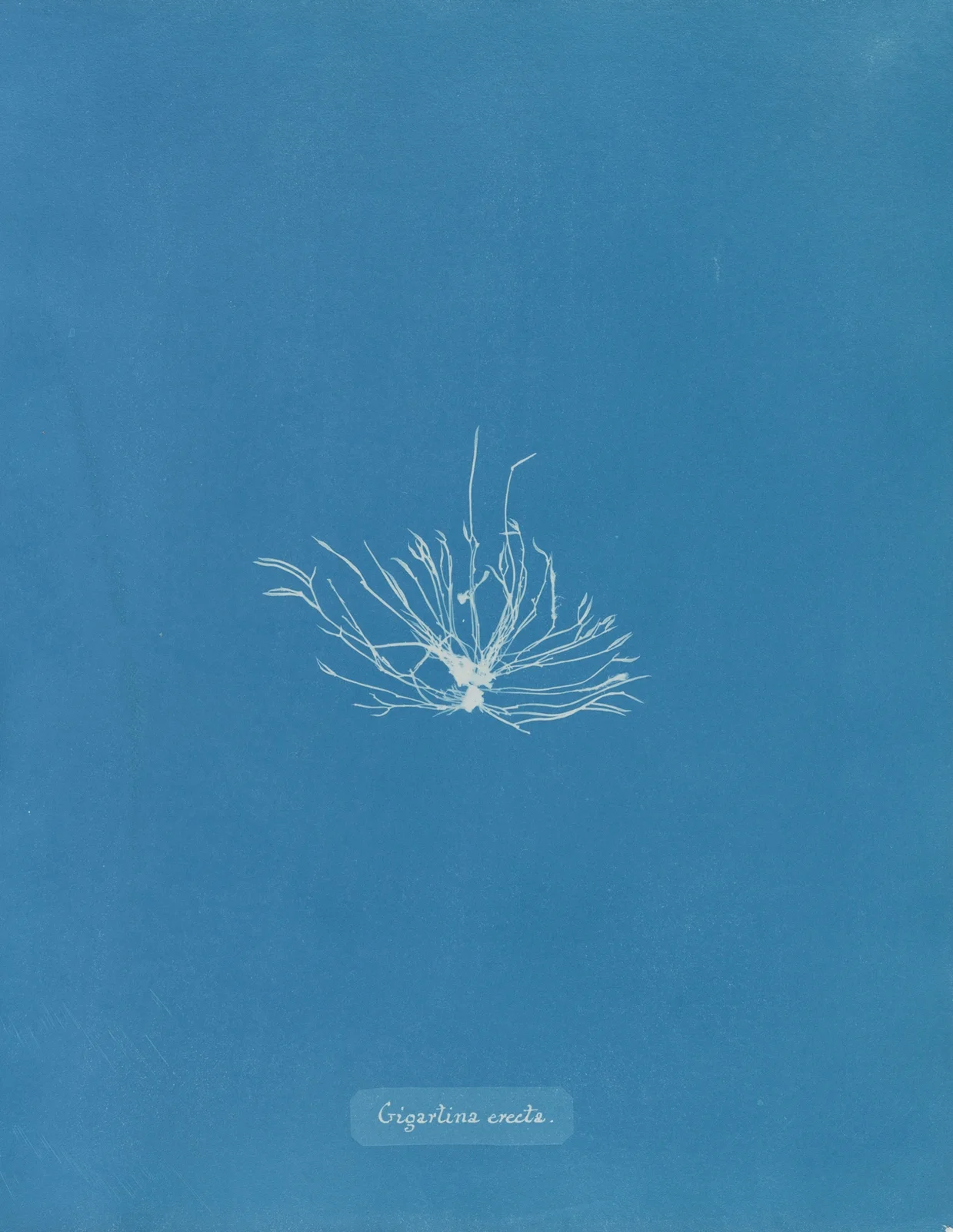 Gigartina erecta av Anna Atkins