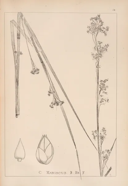 Herbier de la flore française Pl.1185 av Louis Antoine Cusin