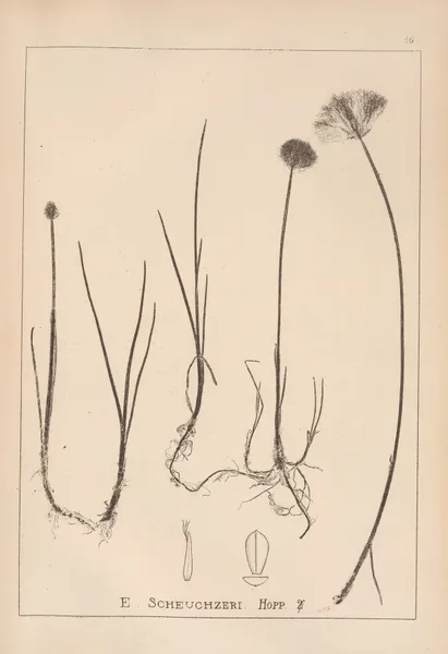 Herbier de la flore française Pl.1187 av Louis Antoine Cusin