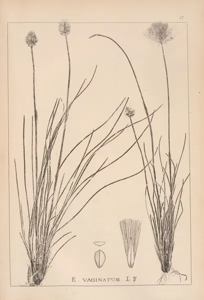 Herbier de la flore française Pl.1188 av Louis Antoine Cusin