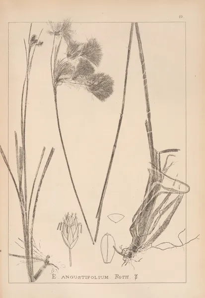 Herbier de la flore française Pl.1190 av Louis Antoine Cusin