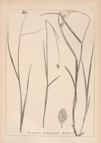 Herbier de la flore française Pl.1192 av Louis Antoine Cusin