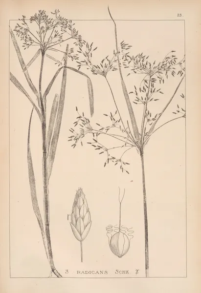 Herbier de la flore française Pl.1194 av Louis Antoine Cusin