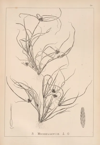 Herbier de la flore française Pl.1195 av Louis Antoine Cusin