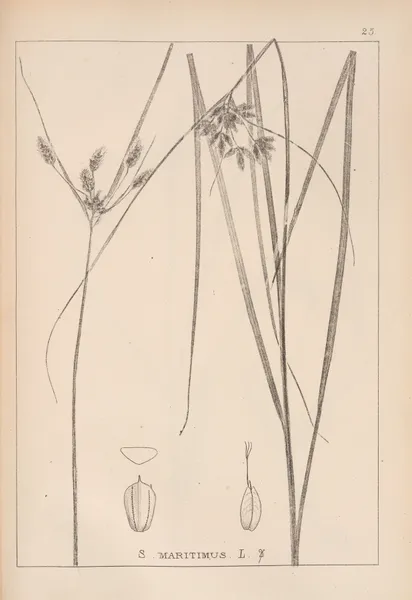 Herbier de la flore française Pl.1196 av Louis Antoine Cusin
