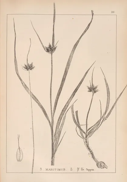 Herbier de la flore française Pl.1197 av Louis Antoine Cusin