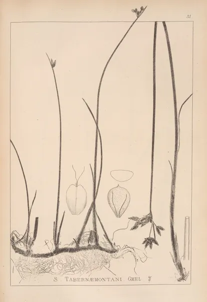 Herbier de la flore française Pl.1202 av Louis Antoine Cusin