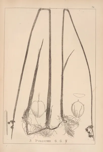 Herbier de la flore française Pl.1205 av Louis Antoine Cusin