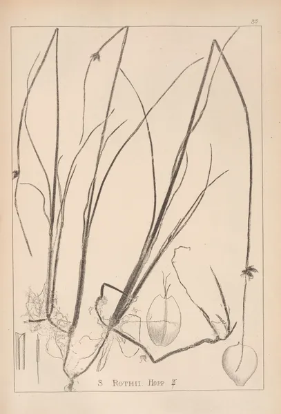 Herbier de la flore française Pl.1206 av Louis Antoine Cusin