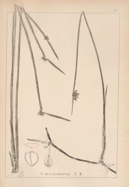 Herbier de la flore française Pl.1207 av Louis Antoine Cusin