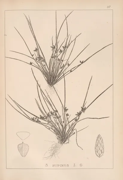Herbier de la flore française Pl.1208 av Louis Antoine Cusin