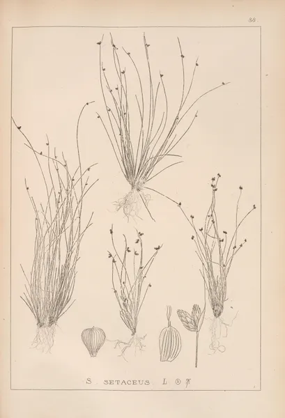 Herbier de la flore française Pl.1209 av Louis Antoine Cusin