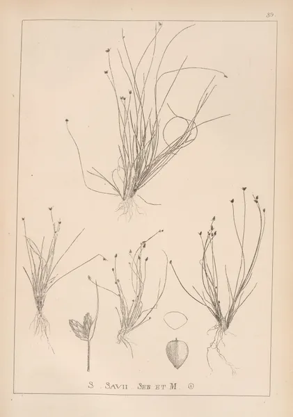 Herbier de la flore française Pl.1210 av Louis Antoine Cusin