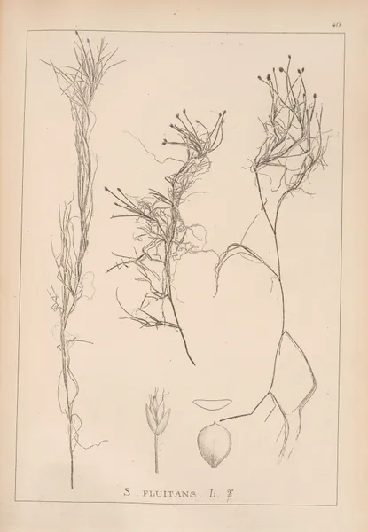 Herbier de la flore française Pl.1211 av Louis Antoine Cusin