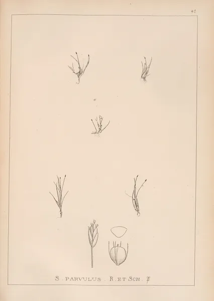 Herbier de la flore française Pl.1212 av Louis Antoine Cusin