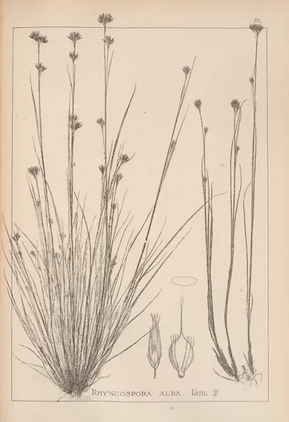 Herbier de la flore française Pl.1223 av Louis Antoine Cusin
