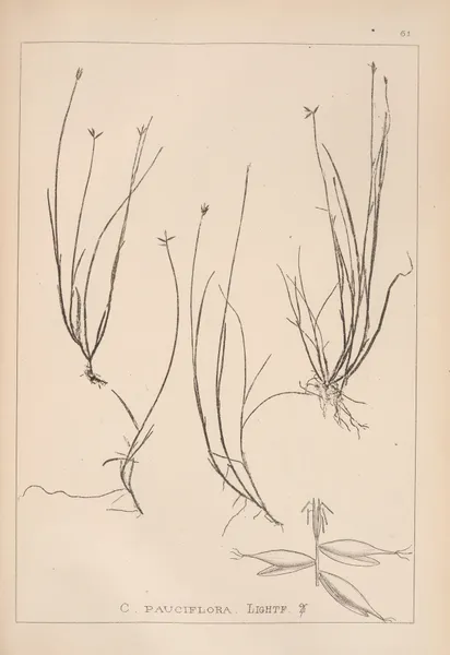 Herbier de la flore française Pl.1232 av Louis Antoine Cusin