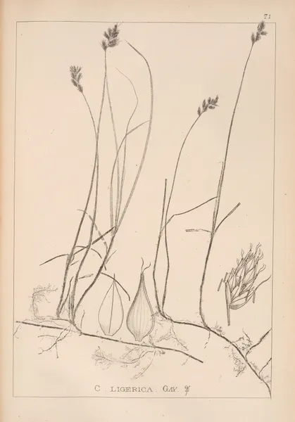 Herbier de la flore française Pl.1242 av Louis Antoine Cusin