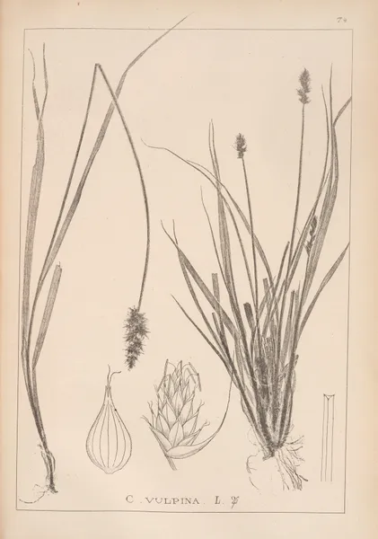 Herbier de la flore française Pl.1245 av Louis Antoine Cusin