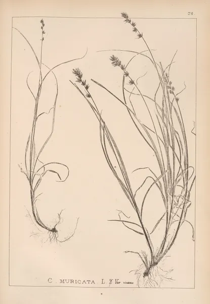 Herbier de la flore française Pl.1247 av Louis Antoine Cusin