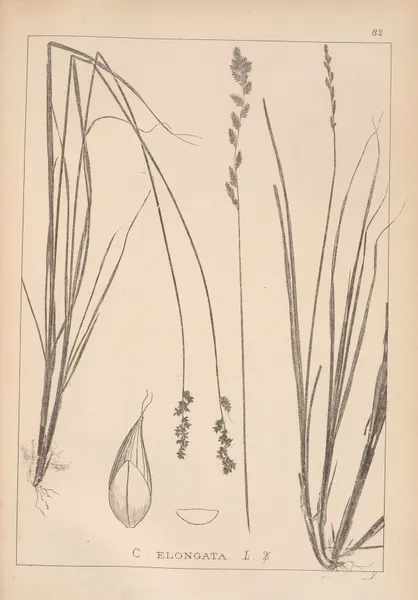Herbier de la flore française Pl.1253 av Louis Antoine Cusin