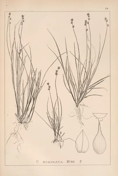 Herbier de la flore française Pl.1255 av Louis Antoine Cusin