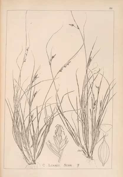 Herbier de la flore française Pl.1259 av Louis Antoine Cusin