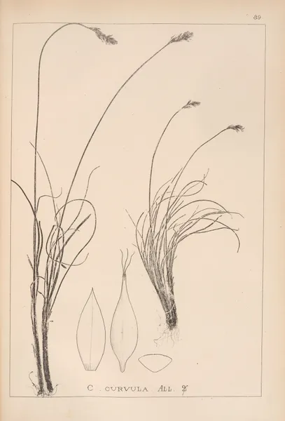 Herbier de la flore française Pl.1260 av Louis Antoine Cusin