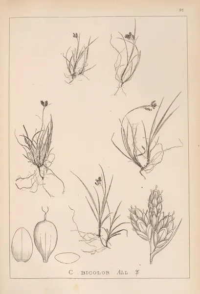 Herbier de la flore française Pl.1262 av Louis Antoine Cusin
