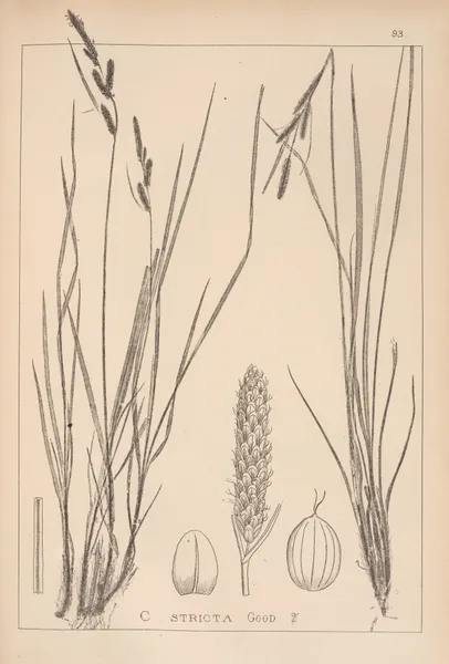 Herbier de la flore française Pl.1264 av Louis Antoine Cusin