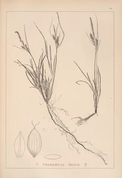 Herbier de la flore française Pl.1265 av Louis Antoine Cusin