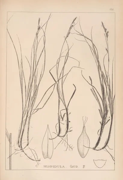 Herbier de la flore française Pl.1304 av Louis Antoine Cusin