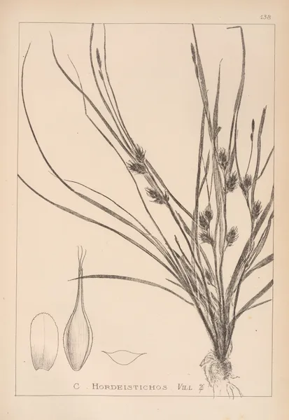 Herbier de la flore française Pl.1311 av Louis Antoine Cusin