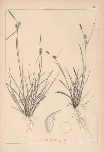 Herbier de la flore française Pl.1312 av Louis Antoine Cusin