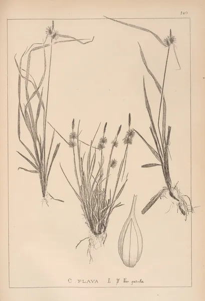 Herbier de la flore française Pl.1313 av Louis Antoine Cusin