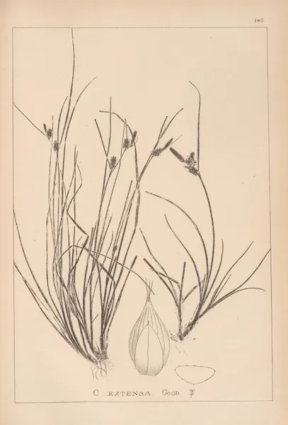 Herbier de la flore française Pl.1319 av Louis Antoine Cusin