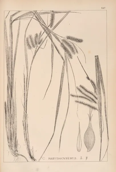 Herbier de la flore française Pl.1322 av Louis Antoine Cusin