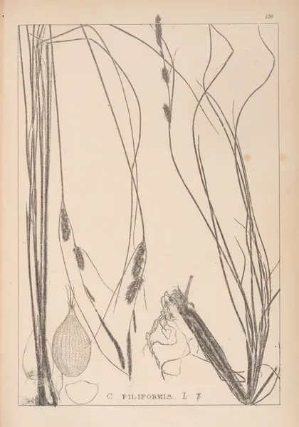 Herbier de la flore française Pl.1329 av Louis Antoine Cusin