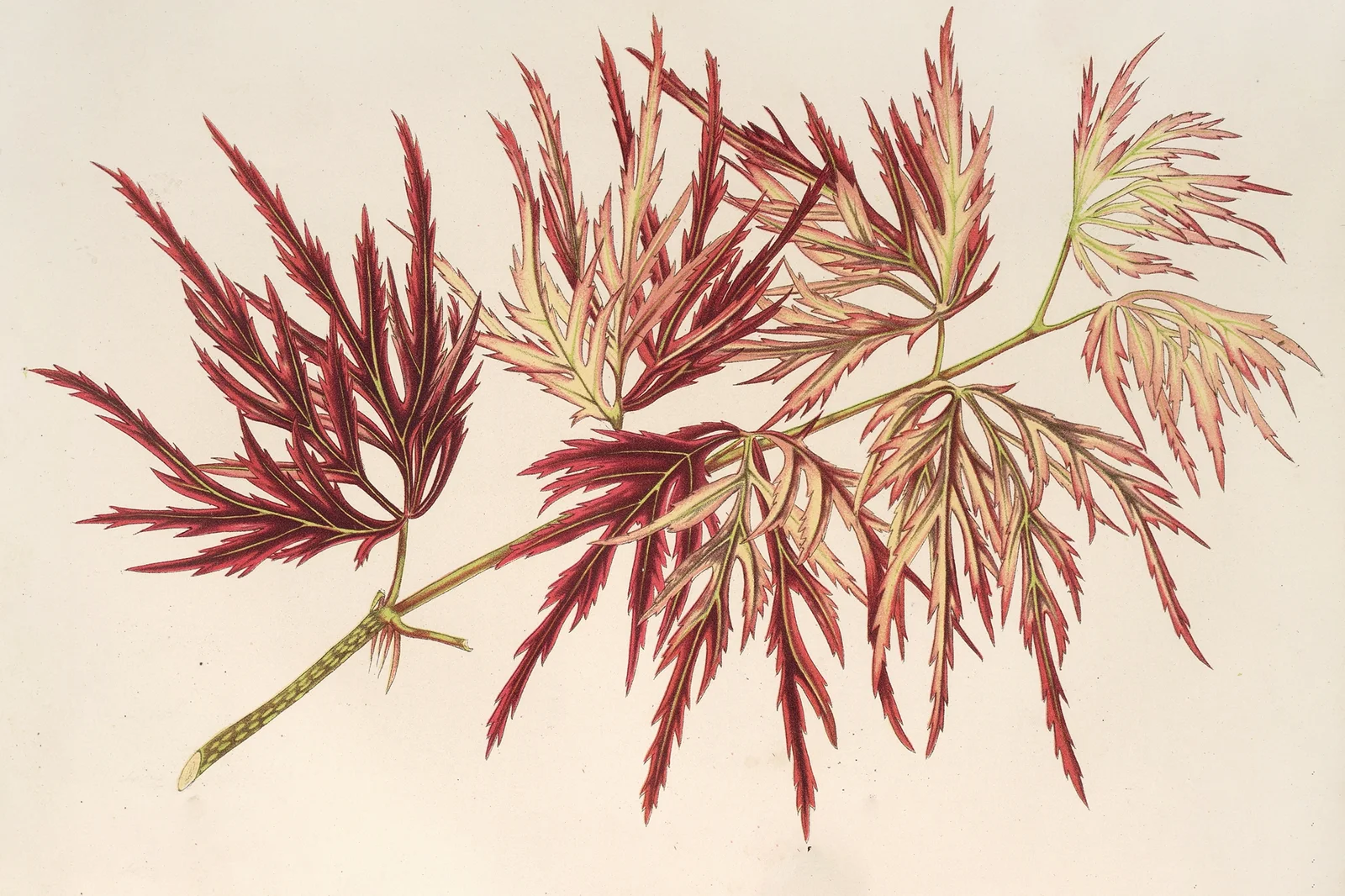 Acer (polymorphum) palmatum av Charles Antoine Lemaire