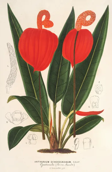 Anthurium Scherzerianum av Charles Antoine Lemaire