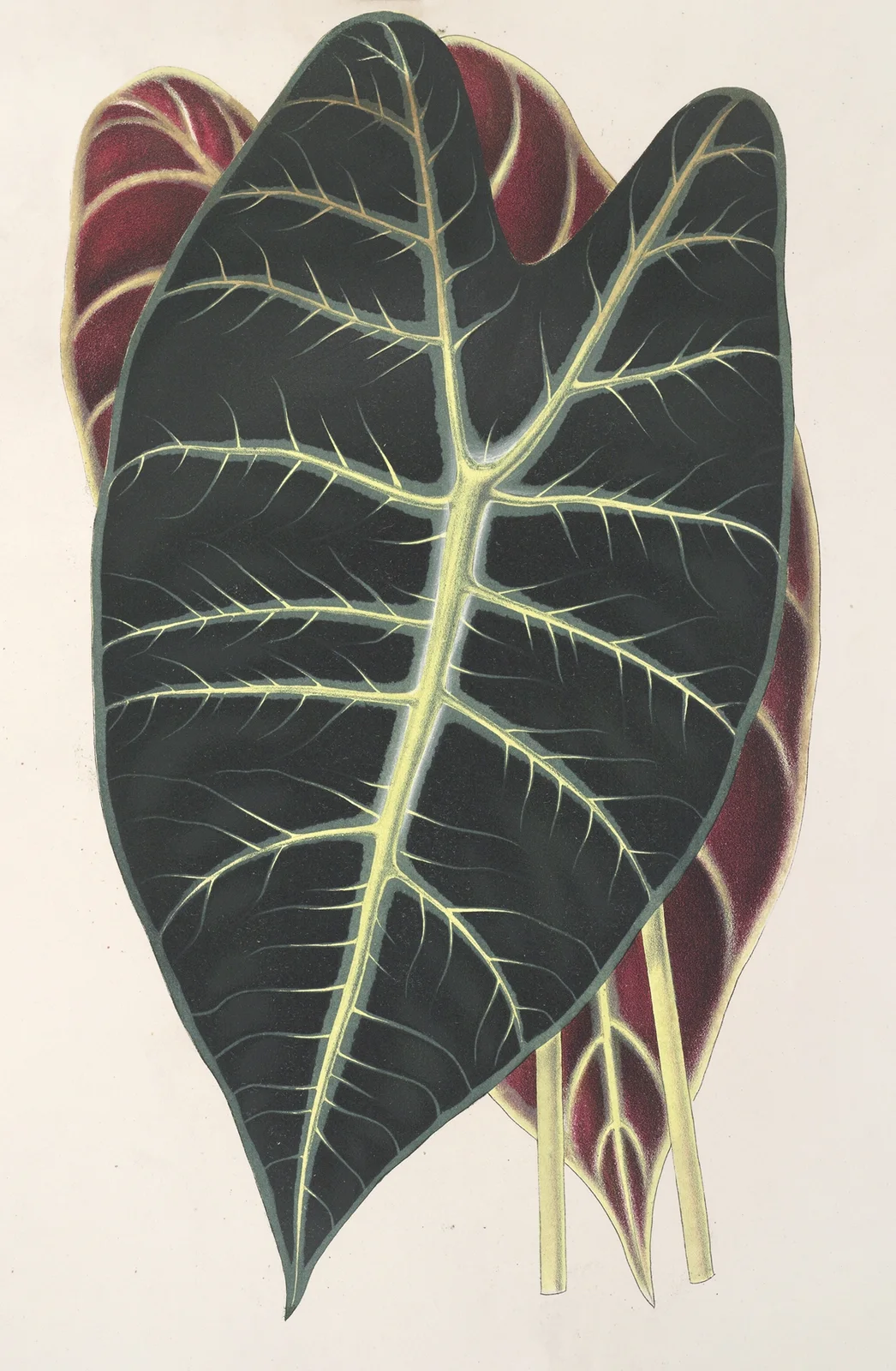 Caladium Lowii av Charles Antoine Lemaire