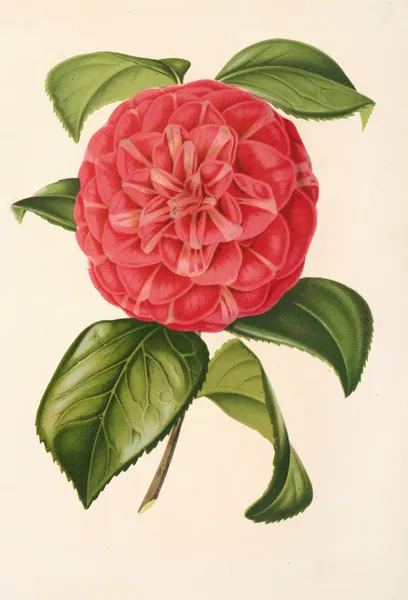 Camellia Francesco Burlamachi av Charles Antoine Lemaire