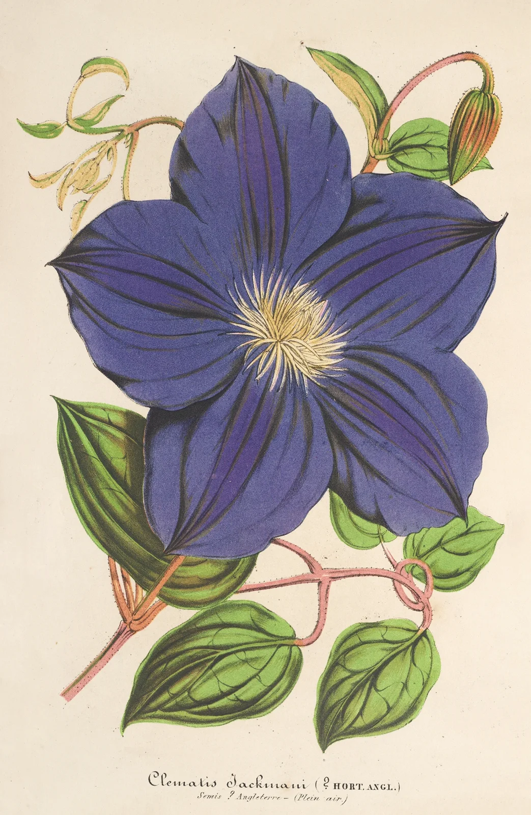 Clematis Jackmani av Charles Antoine Lemaire