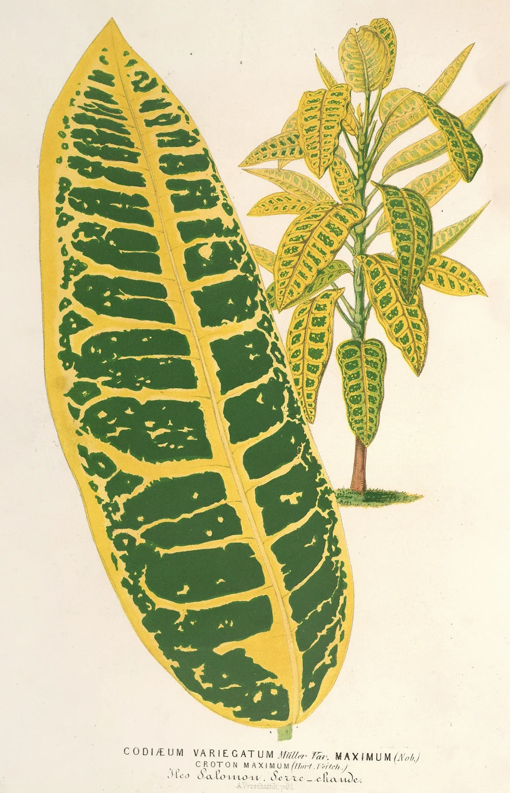 Codiæum variegatum, var. maximum av Charles Antoine Lemaire