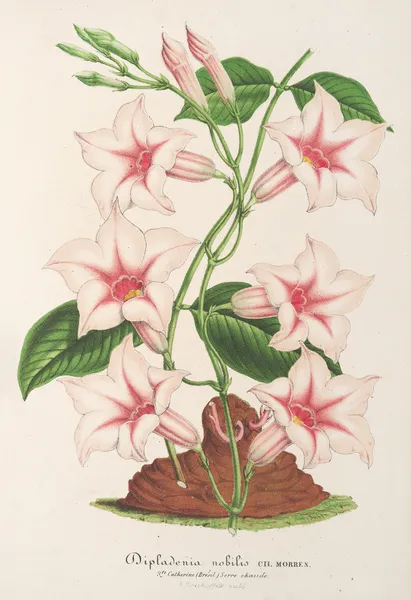Dipladenia nobilis av Charles Antoine Lemaire