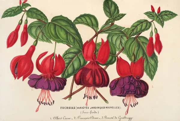 Fuchsia (variétés jardiniques de), 1854 – nr 2 av Charles Antoine Lemaire