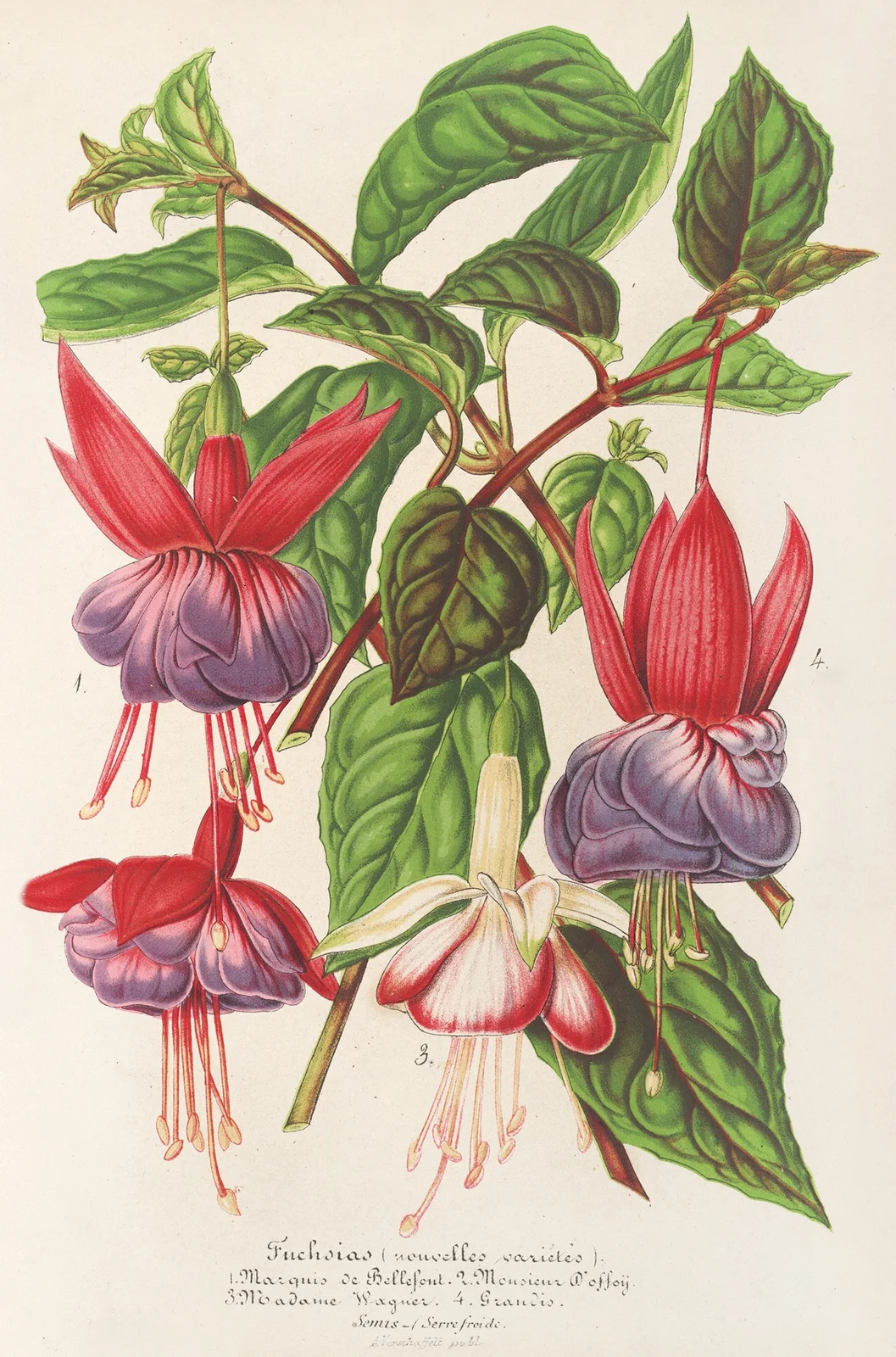 Fuchsia (nouvelles variétés de) av Charles Antoine Lemaire